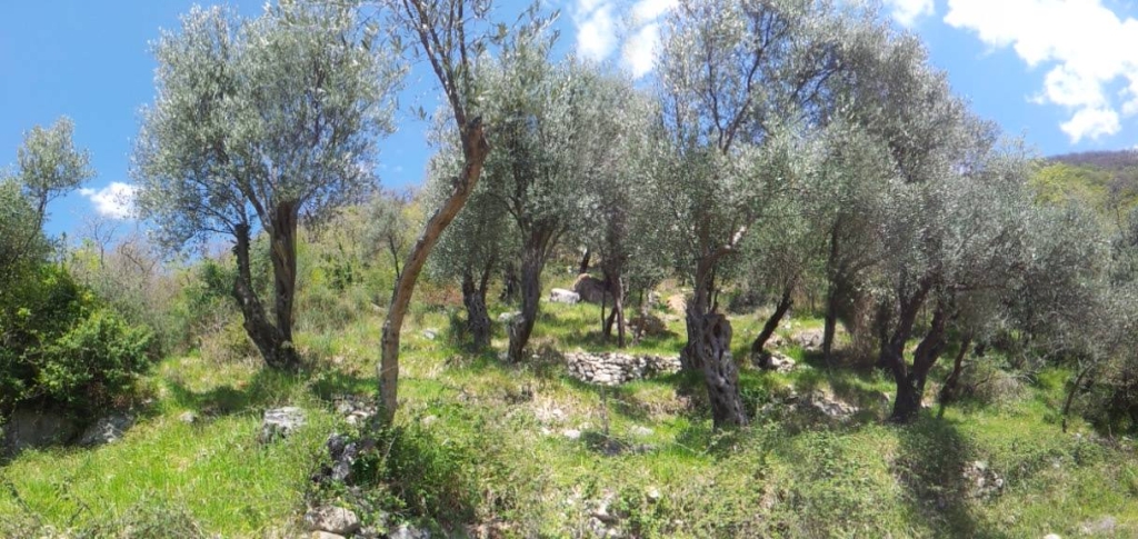 olive trees montenegro - healthy living in Montenegro